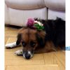 Bouquet de flores preservadas para perros
