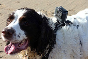Camara de video con arnes para perros en boda