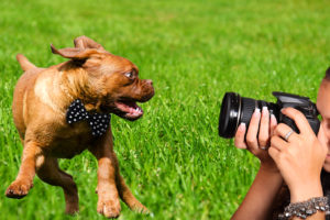 Fotógrafo de Perros para Bodas
