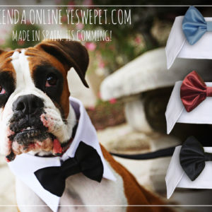 pajarita para perros en bodas