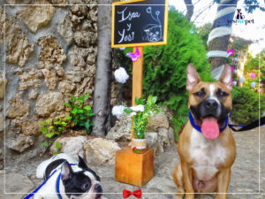 Perros en boda de Israel opinión yes we pet