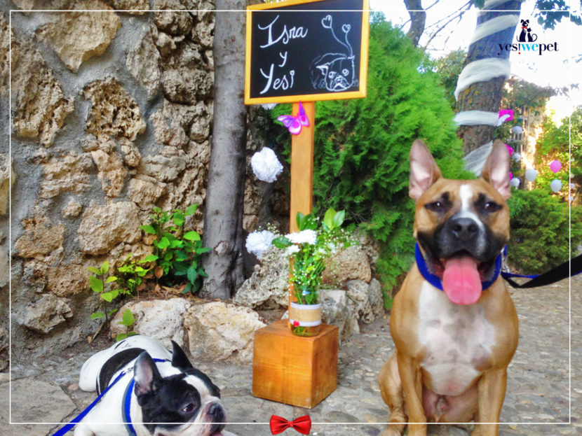 Perros en boda de Israel opinión yes we pet