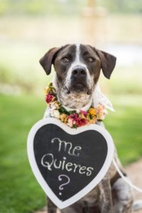 Perro en adopción con corona de flores