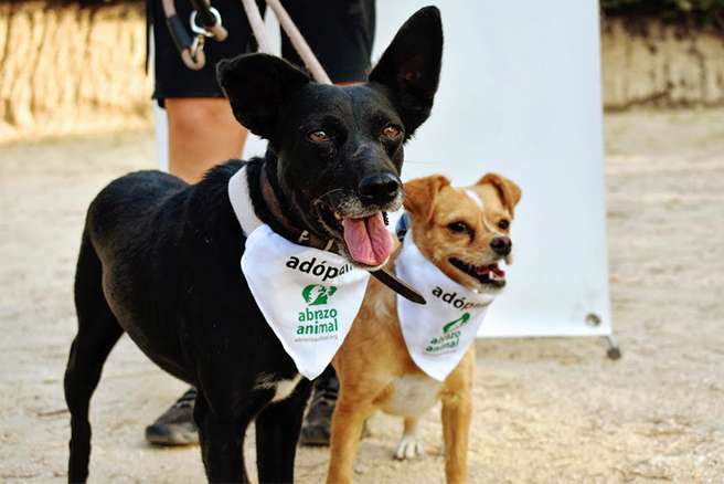 banner-2-home-perros-adopcion-evento-yes-we-pet