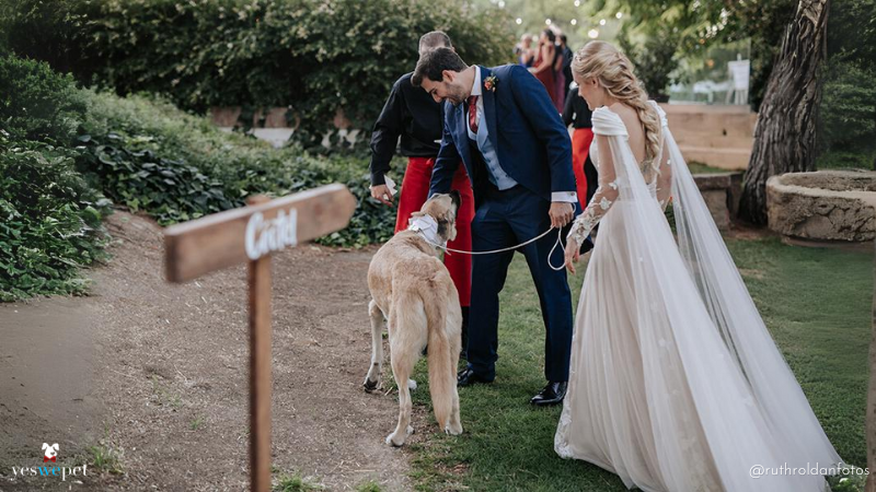 Novios yendo al cóctel de celebraciçon de su boda con su perro invitados de honor.