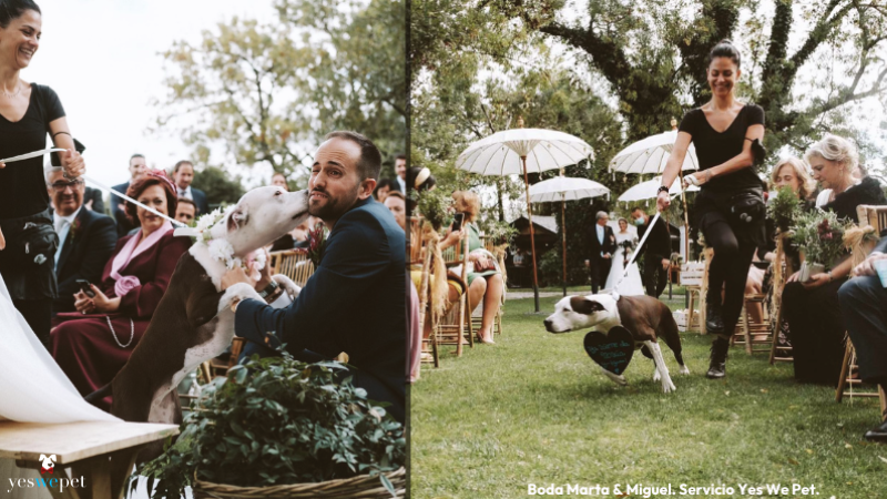 Se ve la cuidadora de perros en bodas, dog wedding planner, caminando por el pasillo con los anillos de una boda hacia el altar, y el beso del perro al novio. 
A cuidadora de cachorros em casamento, caminhando com o cachorro em diraçao ao altar com as alianças, se ve o beijo do cachorro e o noivo.