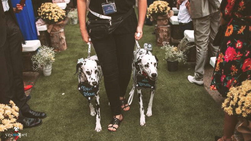 Cuidadora especializada em cachorro em casamento entrando com dois cachorros que levam as alianças aos noivos
cuidadora de perros em boda que lleve a dos perros con los anillos hacia el altar