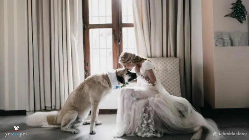 novia besando su perro en su boda en el momento de los preparativos.
Noiva beijando o seu cachorro na sessão dos preparativos do casamento.