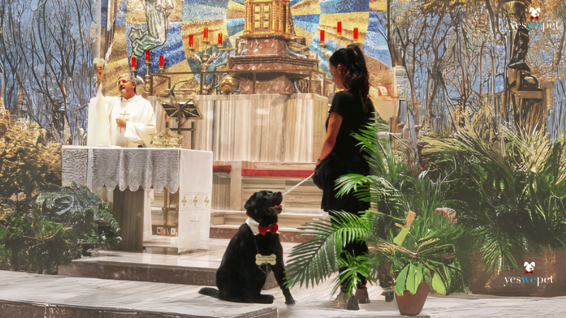 A cuidadora de cachorro em casamento, dog wedding planner, com um cachorro dentro da igreja, numa ceremonia religiosa de casamento.
Se ve la dog wedding planner, cuidador de perros en bodas, con un perro en la iglesia, en ceremonia religiosa.