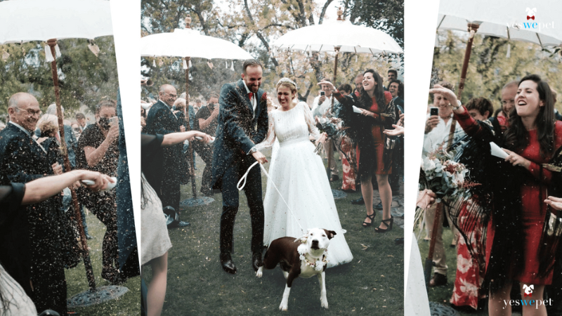 saída dos noivos com o cachorro depois de casados, no momento confeti que os invitados jogam.
Momento salida dewl pasillo de una boda con los novios y su perro, con los invitados tirando confetis.