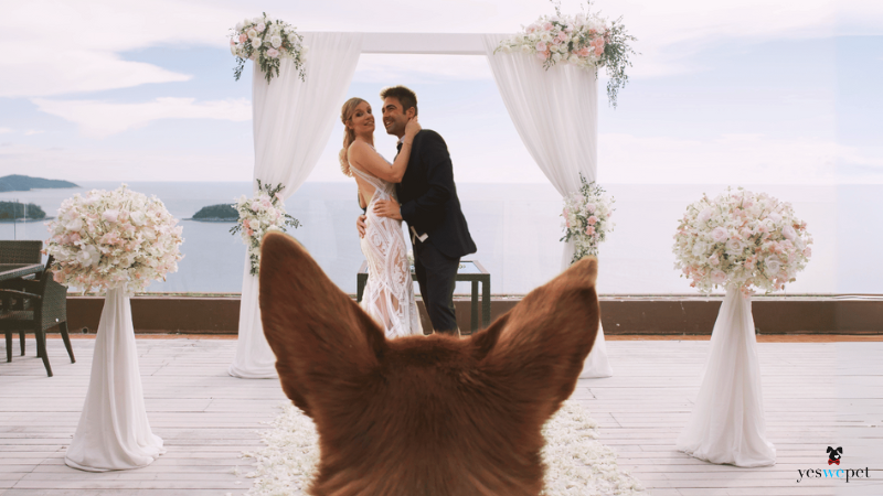 sessao de fotos de um casamento com noivos se abraçando felizes enquanto o cachorro olha de longo.
sesión de fotos de una boda con los novios abrazándose mientras el perro les mira de lejos.